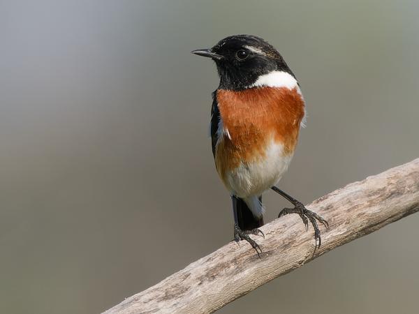 <h3><a href="/trips/safari/biota/animalia/chordata/aves/040 passeriformes/108 muscicapidae/saxicola torquatus/saxicola torquatus-en.html">Saxicola&nbsp;torquatus</a> / African&nbsp;stonechat / Afrikaanse&nbsp;roodborsttapuit</h3>OM-1 Mark II with OLYMPUS M.150-400mm F4.5 TC, 1/2000 sec at F5.6, ISO 640, distance 16.3&nbsp;m